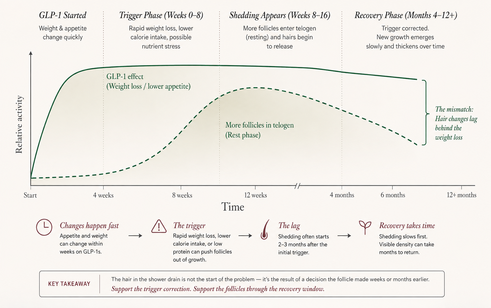 Timeline showing appetite and weight changes beginning first, delayed shedding appearing two to three months later, and visible density returning more slowly during recovery